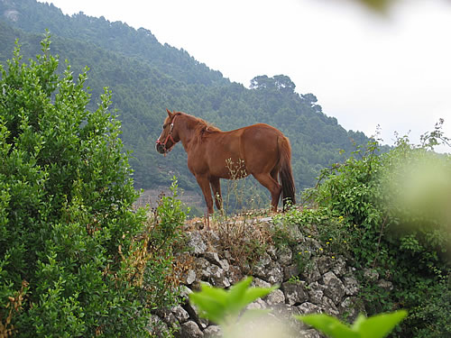 Pferd auf einer Wiese vor Valldemossa