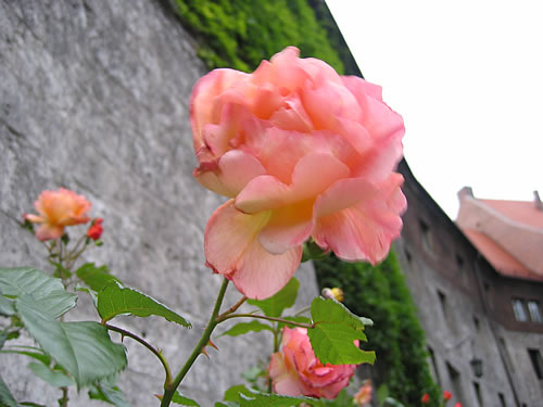 Rose im Innenhof des Wawel