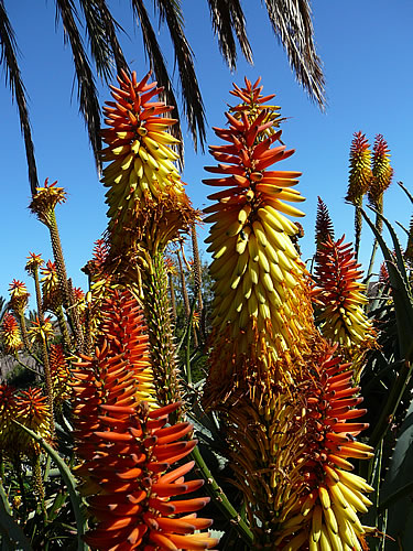 Wunderschöne Pflanze im botanischen Garten des Oasis Parks