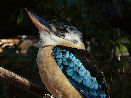 Vogel imTiergehege des Oasis Parks in La Lajita