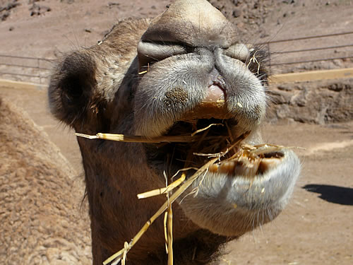 Im Oasis Park in La Lajita leben über 450 Kamele