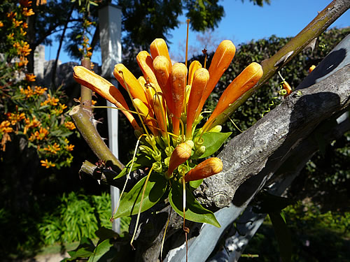 Blume in der Sonne Portugals