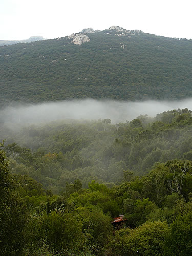 Nebel über den Korkeichenwäldern nahe Tempio Pausania