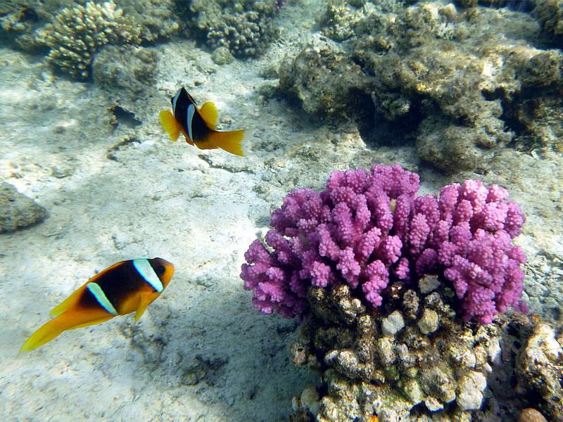 Zwei Anemonenfische an einer hübschen Koralle