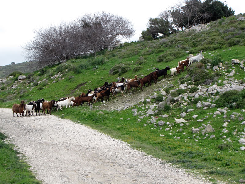 Über Schotterwege geht es durch Felder und Ziegenherden